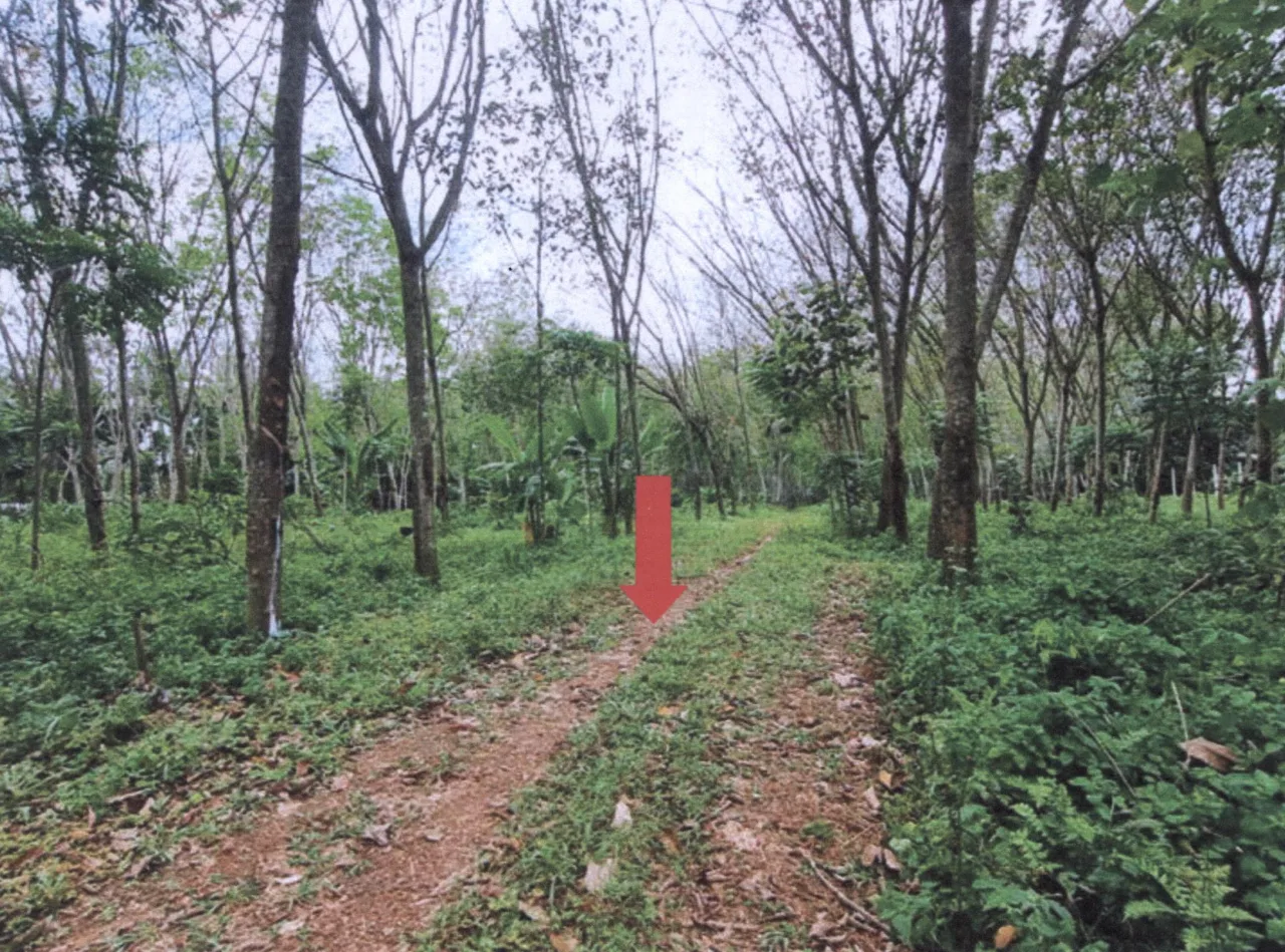ขายทอดตลาด ที่ดินว่างเปล่า ต.นาโหนด อ.เมืองพัทลุง จ.พัทลุง