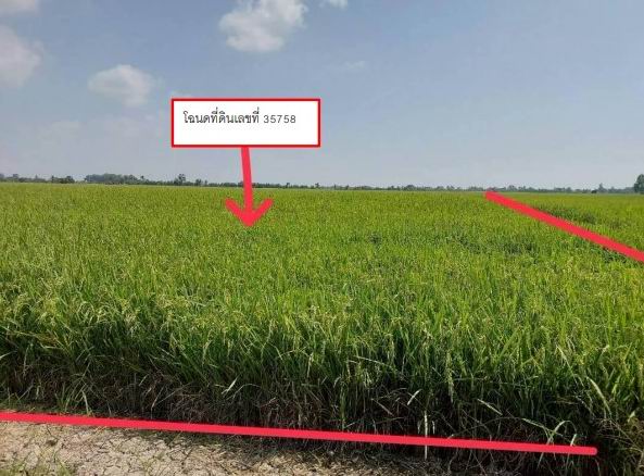 ขายทอดตลาด ที่ดินว่างเปล่า ต.บ้านไร่ อ.บางกระทุ่ม จ.พิษณุโลก