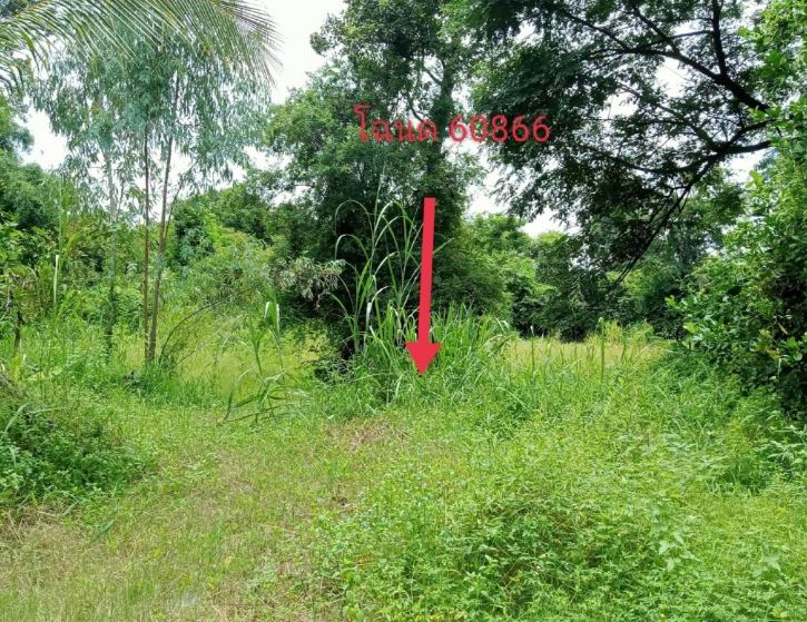 ขายทอดตลาด ที่ดินว่างเปล่า ต.ท่าขอนยาง อ.กันทรวิชัย จ.มหาสารคาม