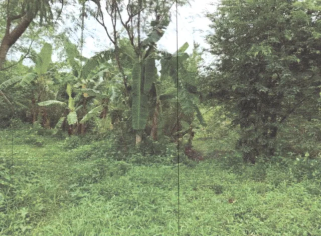 ขายทอดตลาด ที่ดินว่างเปล่า ต.เขาชัยสน อ.เขาชัยสน จ.พัทลุง