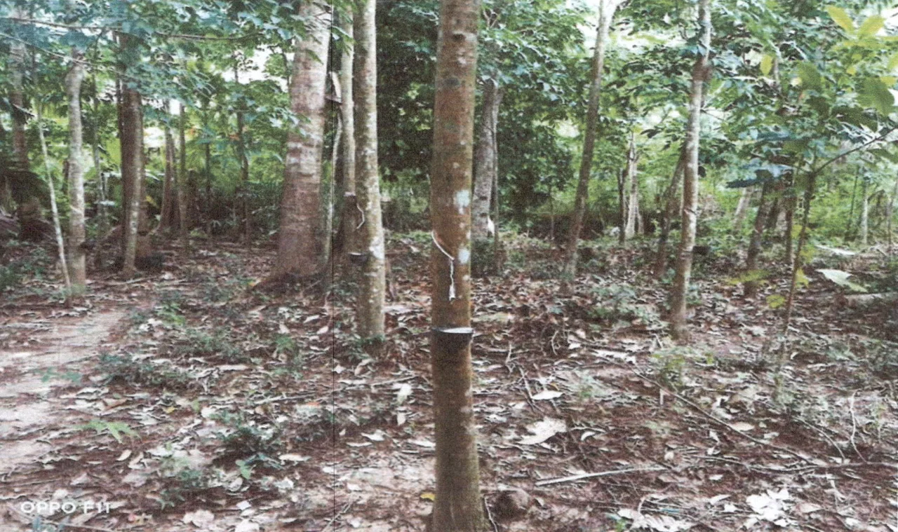 ขายทอดตลาด ที่ดินพร้อมสิ่งปลูกสร้าง ต.ชัยบุรี อ.เมืองพัทลุง จ.พัทลุง