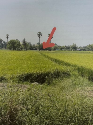 ขายทอดตลาด ที่ดินว่างเปล่า ต.ท่าตาล อ.บางกระทุ่ม จ.พิษณุโลก