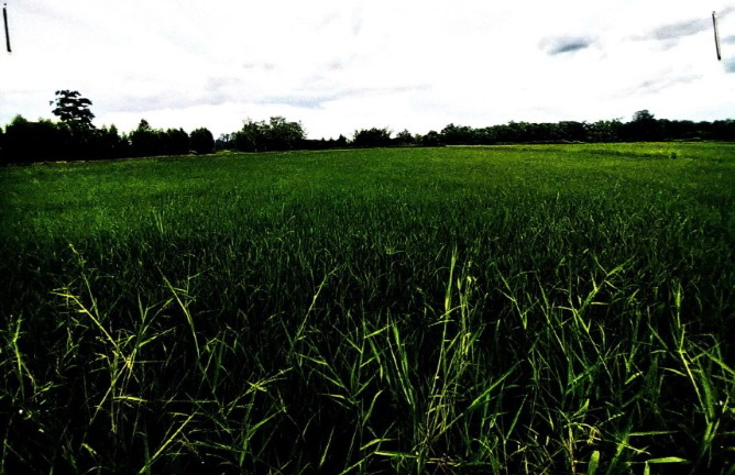 ขายทอดตลาด ที่ดินว่างเปล่า ต.หนองบัว อ.โกสุมพิสัย จ.มหาสารคาม