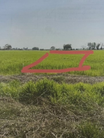 ขายทอดตลาด ที่ดินว่างเปล่า ต.ท่าทอง อ.เมืองพิษณุโลก จ.พิษณุโลก