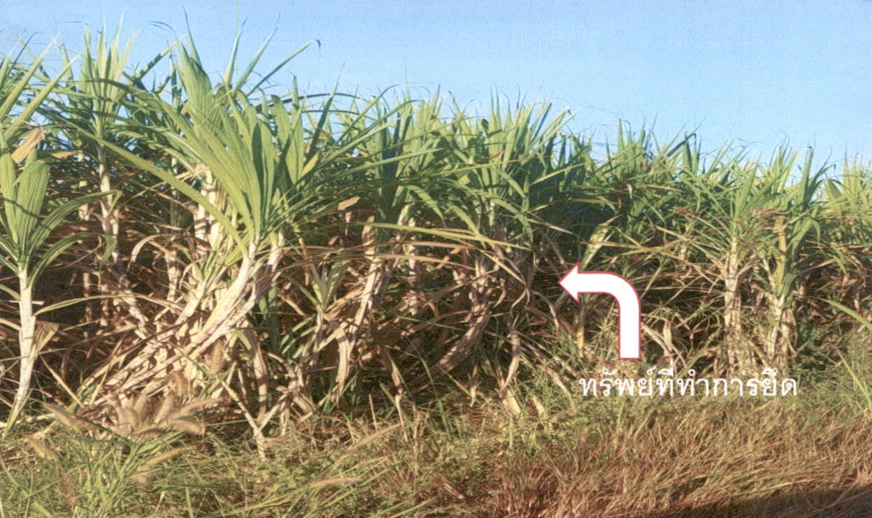 ขายทอดตลาด ที่ดินว่างเปล่า จ.กาฬสินธุ์