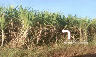 รูปทรัพย์ 1