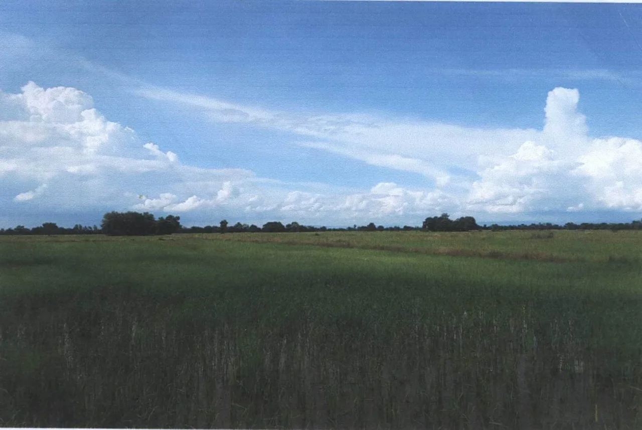 ขายทอดตลาด ที่ดินว่างเปล่า ต.หนองปล้อง อ.วังทรายพูน จ.พิจิตร