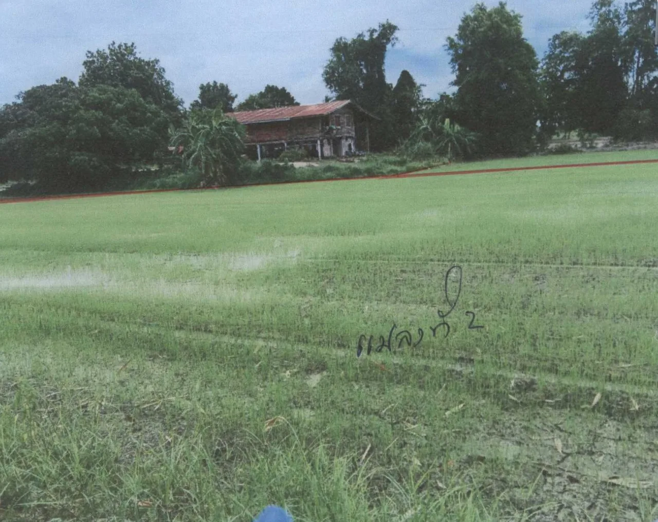 ขายทอดตลาด ที่ดินว่างเปล่า ต.ท่าขมิ้น อ.โพทะเล จ.พิจิตร