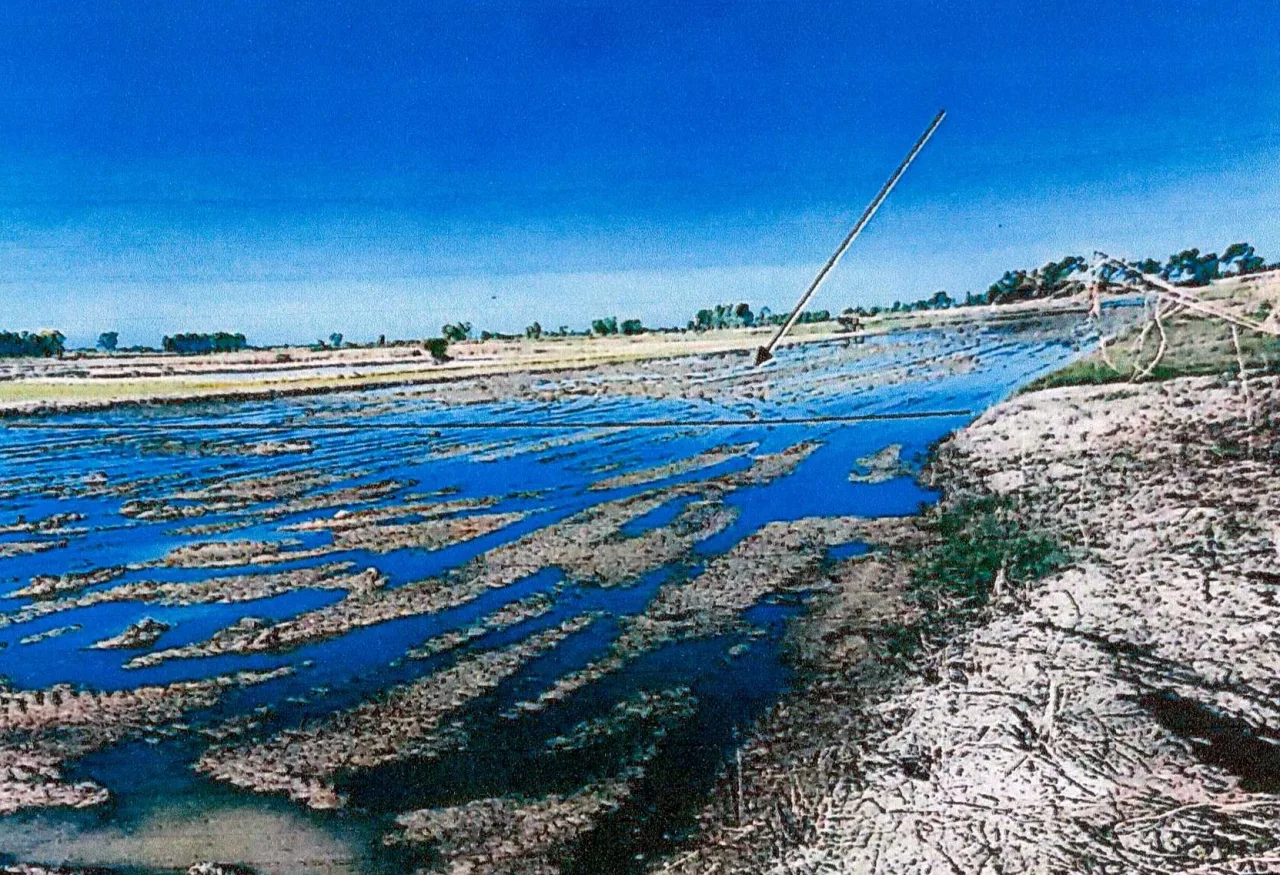ขายทอดตลาด ที่ดินว่างเปล่า ต.ท่านางงาม อ.บางระกำ จ.พิษณุโลก