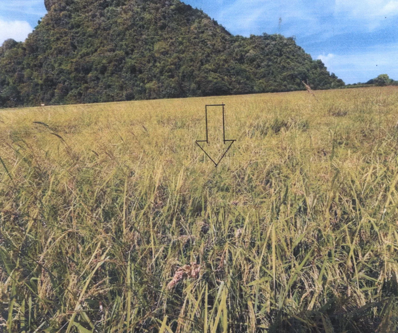 ขายทอดตลาด ที่ดินว่างเปล่า ต.ชัยบุรี อ.เมืองพัทลุง จ.พัทลุง