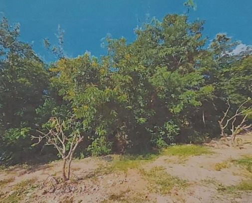 ขายทอดตลาด ที่ดินว่างเปล่า ต.หนองบัวสันตุ อ.ยางสีสุราช จ.มหาสารคาม