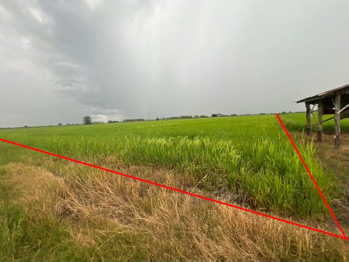 ขายทอดตลาด ที่ดินว่างเปล่า จ.พิจิตร