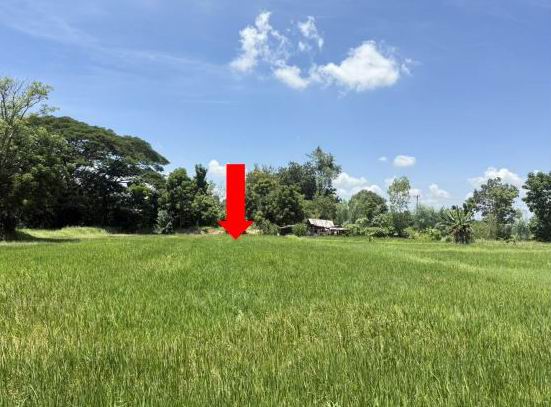 ขายทอดตลาด ที่ดินว่างเปล่า ต.แห่ใต้ อ.โกสุมพิสัย จ.มหาสารคาม