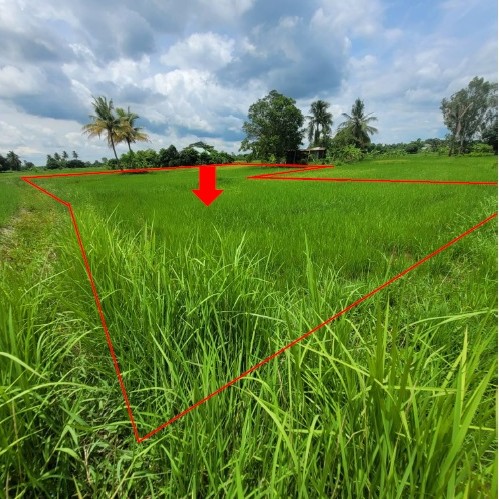 ขายทอดตลาด ที่ดินว่างเปล่า ต.ลำพาน อ.เมืองกาฬสินธุ์ จ.กาฬสินธุ์