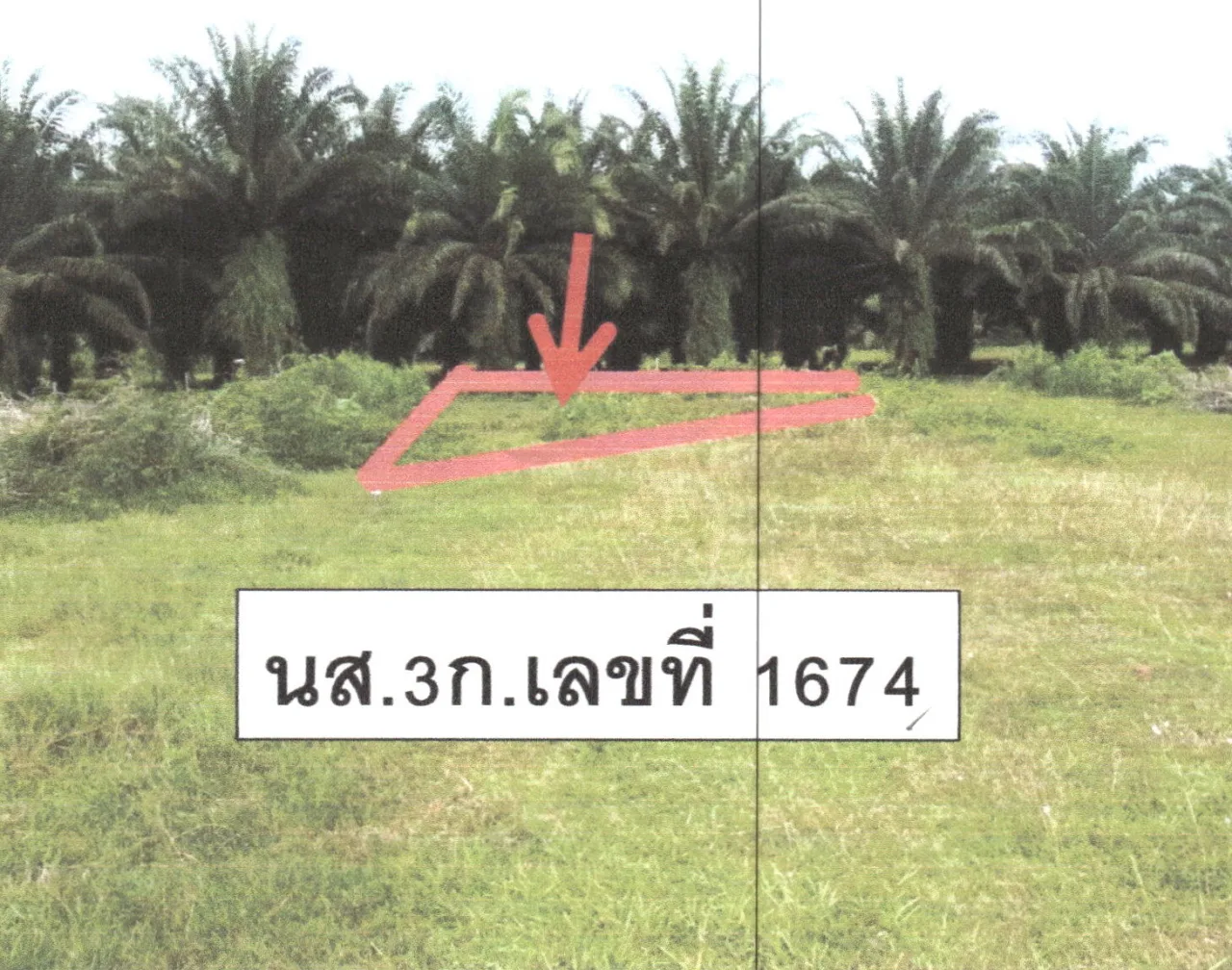 ขายทอดตลาด ที่ดินว่างเปล่า จ.พิษณุโลก