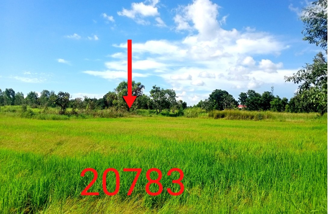 ขายทอดตลาด ที่ดินว่างเปล่า ต.หนองพยอม อ.ตะพานหิน จ.พิจิตร