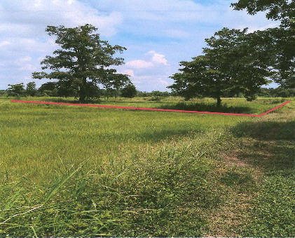 ขายทอดตลาด ที่ดินว่างเปล่า ต.หนองแสง อ.วาปีปทุม จ.มหาสารคาม