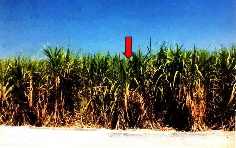 ขายทอดตลาด ที่ดินว่างเปล่า ต.หนองกุลา อ.บางระกำ จ.พิษณุโลก