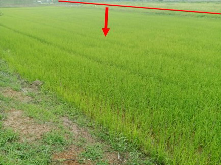 ขายทอดตลาด ที่ดินว่างเปล่า ต.ชัยนาม อ.วังทอง จ.พิษณุโลก