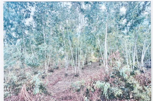 ขายทอดตลาด ที่ดินว่างเปล่า จ.พิจิตร