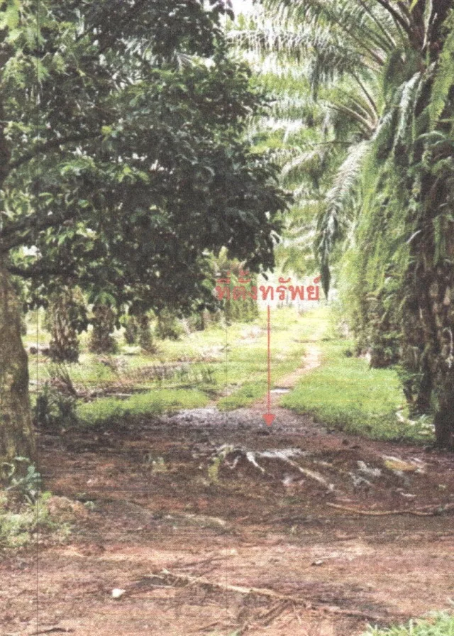 ขายทอดตลาด ที่ดินว่างเปล่า ต.นาโหนด อ.เมืองพัทลุง จ.พัทลุง