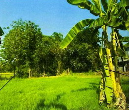 รูปทรัพย์ 1