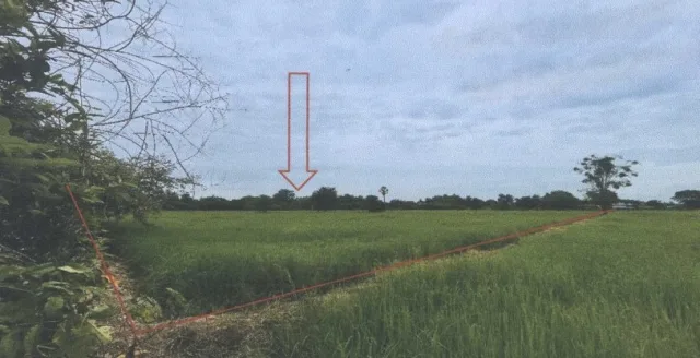 ขายทอดตลาด ที่ดินว่างเปล่า ต.หนองพยอม(ทับคล้อ) อ.ตะพานหิน(ในเมือง) จ.พิจิตร