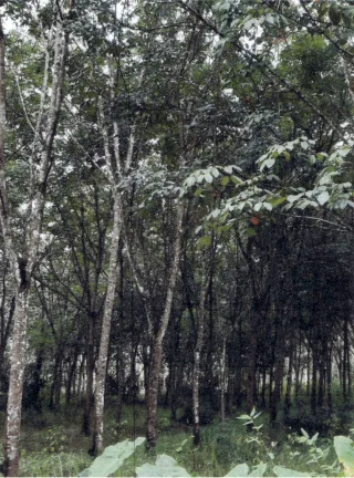 รูปทรัพย์ 2