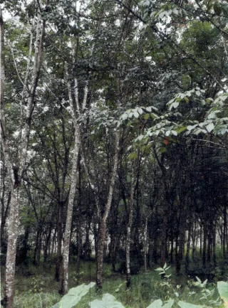 รูปทรัพย์ 3