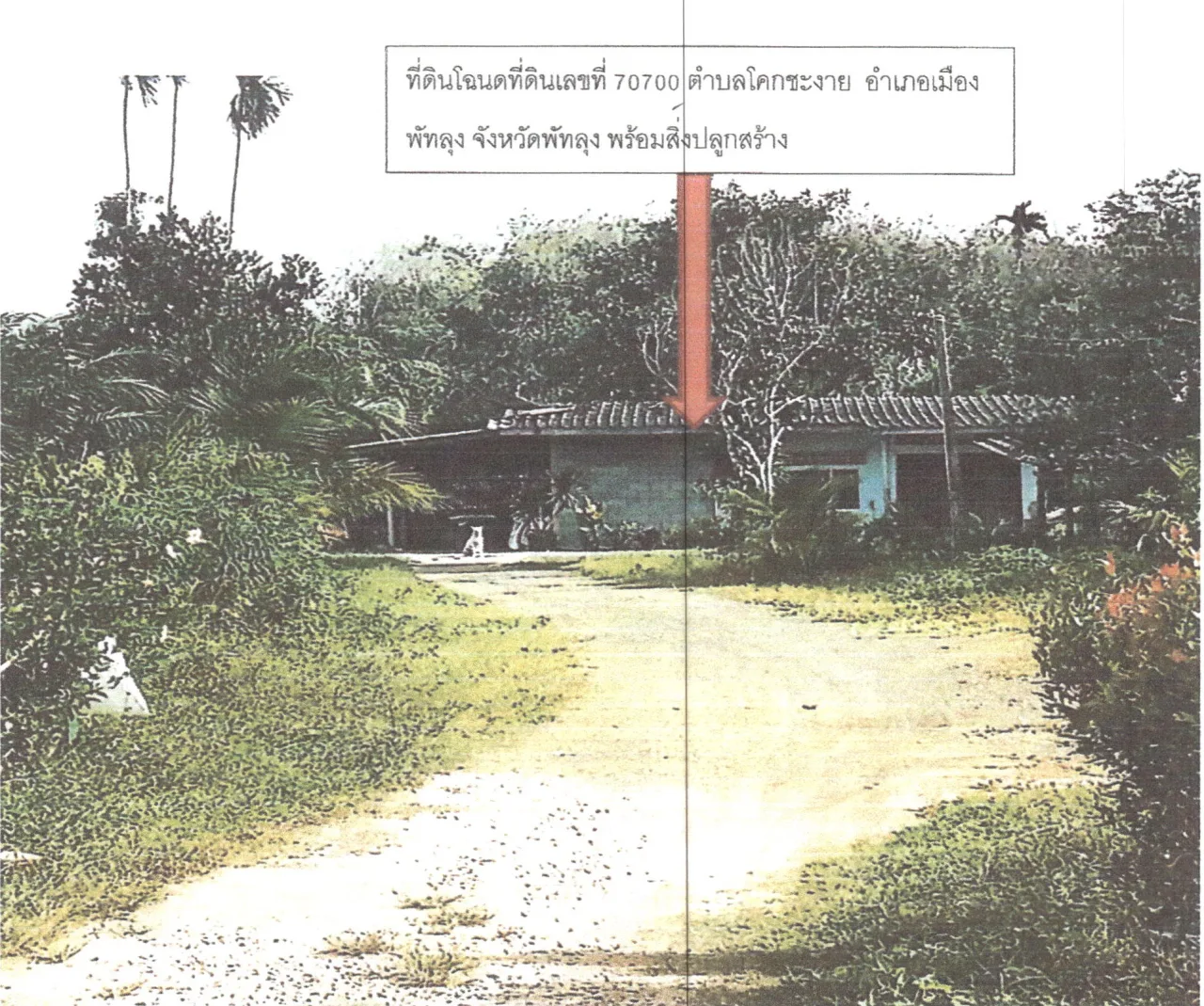 ขายทอดตลาด ที่ดินพร้อมสิ่งปลูกสร้าง ต.โคกชะงาย อ.เมืองพัทลุง จ.พัทลุง