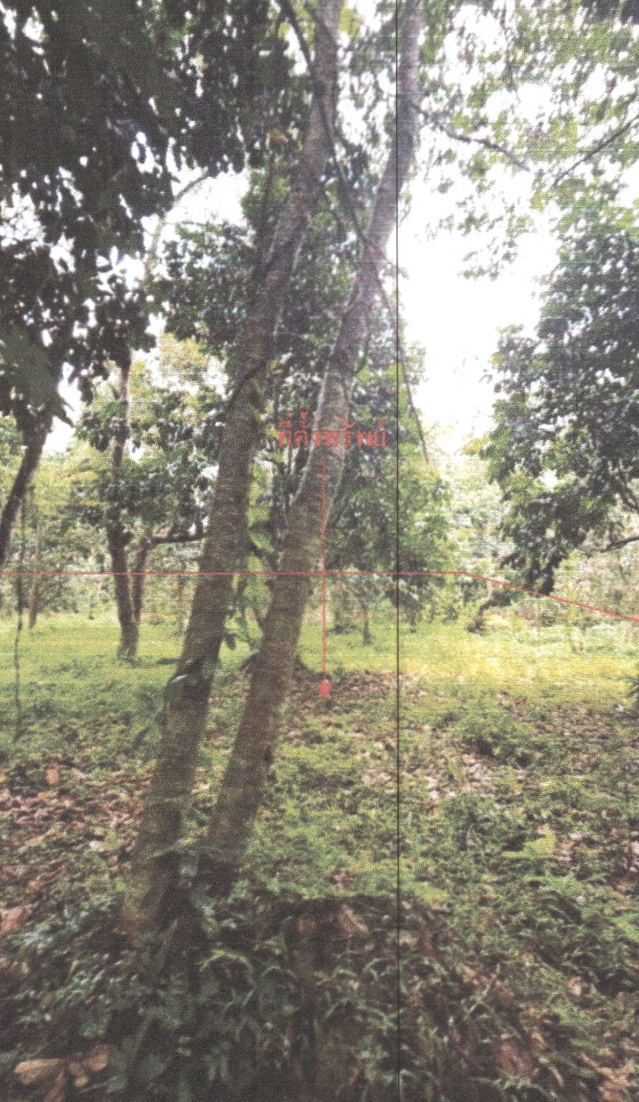 ขายทอดตลาด ที่ดินว่างเปล่า ต.คลองเฉลิม อ.กงหรา จ.พัทลุง