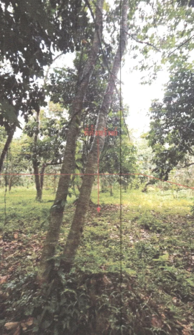 ขายทอดตลาด ที่ดินว่างเปล่า ต.คลองเฉลิม อ.กงหรา จ.พัทลุง