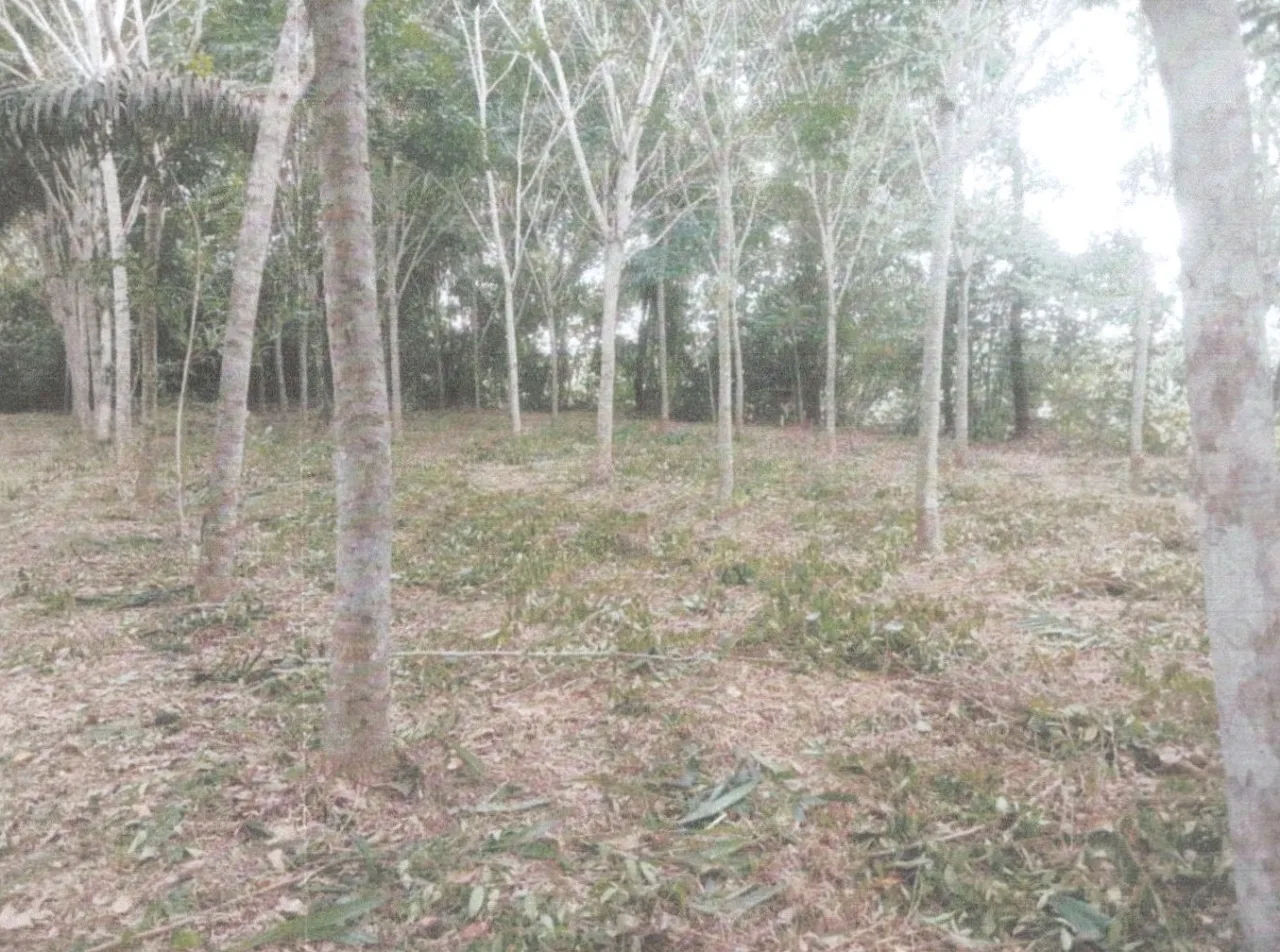 ขายทอดตลาด ที่ดินว่างเปล่า ต.ท่าแค อ.เมืองพัทลุง จ.พัทลุง