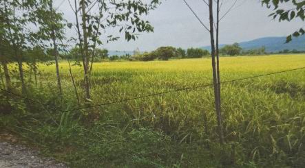 ขายทอดตลาด ที่ดินว่างเปล่า ต.ดอนทอง อ.เมืองพิษณุโลก จ.พิษณุโลก