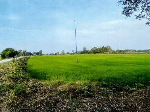 ขายทอดตลาด ที่ดินว่างเปล่า ต.ท่าเสา อ.โพทะเล จ.พิจิตร