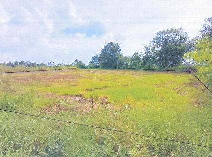 ขายทอดตลาด ที่ดินว่างเปล่า ต.วังสำโรง อ.ตะพานหิน จ.พิจิตร
