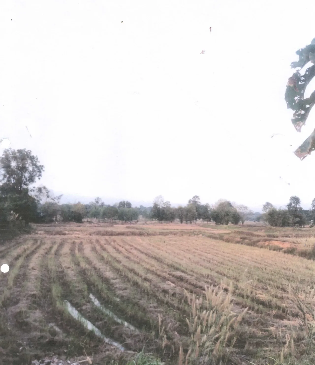 ขายทอดตลาด ที่ดินว่างเปล่า ต.แวงน่าง อ.เมืองมหาสารคาม จ.มหาสารคาม