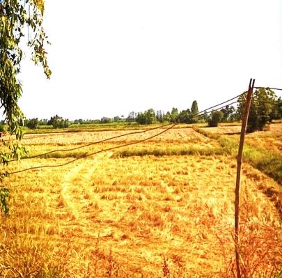 ขายทอดตลาด ที่ดินว่างเปล่า ต.หนองสรวง อ.หนองกุงศรี จ.กาฬสินธุ์