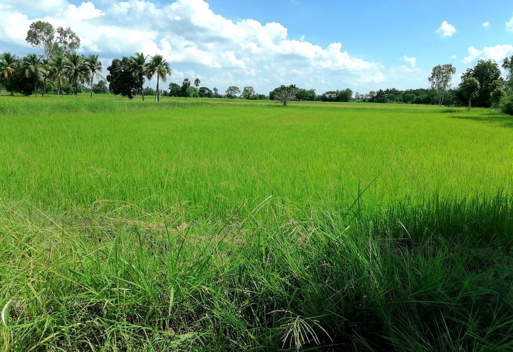 ขายทอดตลาด ที่ดินว่างเปล่า ต.กู่ทอง อ.เชียงยืน จ.มหาสารคาม