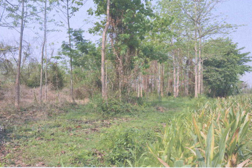 ขายทอดตลาด ที่ดินว่างเปล่า ต.ทุ่งกวาว อ.เมืองแพร่ จ.แพร่
