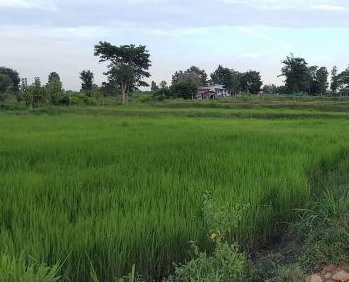 ขายทอดตลาด ที่ดินว่างเปล่า ต.บรบือ อ.บรบือ จ.มหาสารคาม