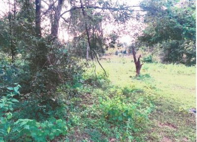 ขายทอดตลาด ที่ดินว่างเปล่า ต.หนองบัวแก้ว อ.พยัคฆภูมิพิสัย จ.มหาสารคาม