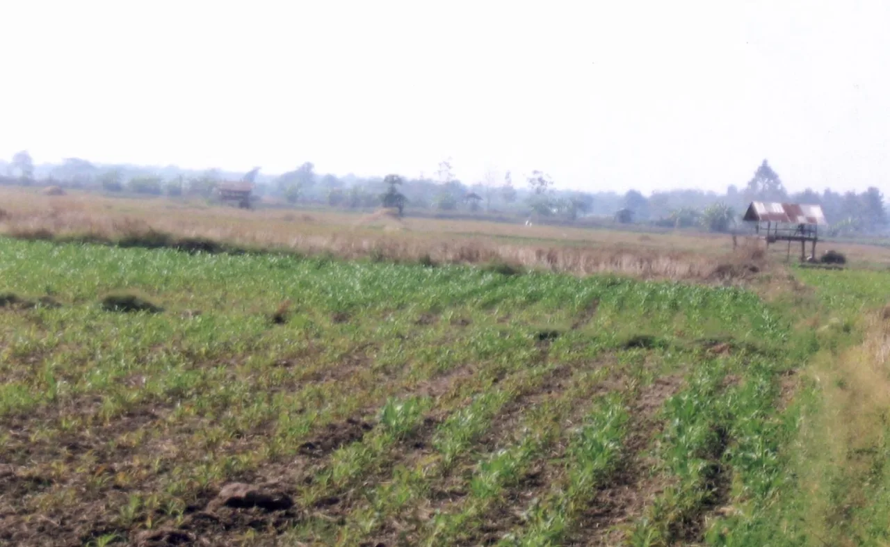 ขายทอดตลาด ที่ดินว่างเปล่า ต.น้ำรัด อ.หนองม่วงไข่ จ.แพร่