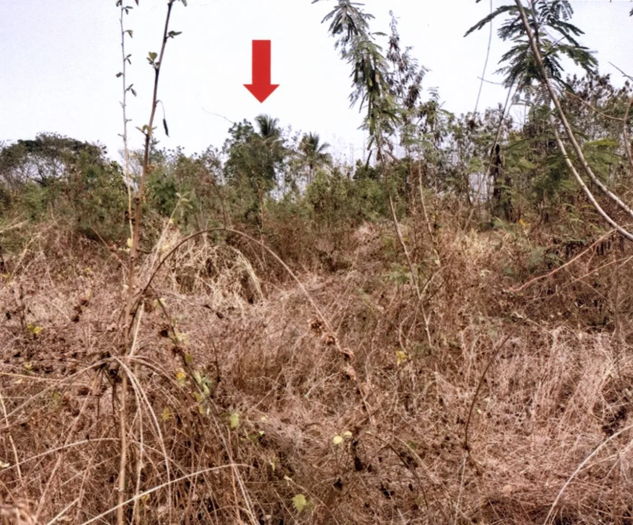 ขายทอดตลาด ที่ดินว่างเปล่า ต.เด่นชัย อ.เด่นชัย จ.แพร่