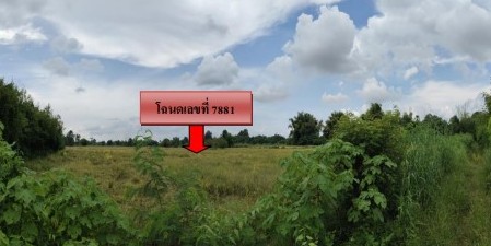 ขายทอดตลาด ที่ดินว่างเปล่า ต.วังศาล อ.วังโป่ง จ.เพชรบูรณ์