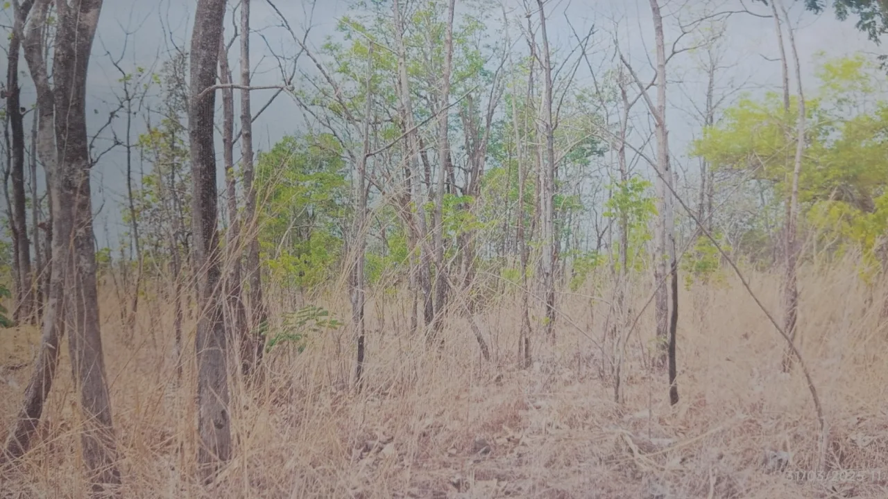 ขายทอดตลาด ที่ดินว่างเปล่า ต.ตะกุดไร อ.ชนแดน จ.เพชรบูรณ์
