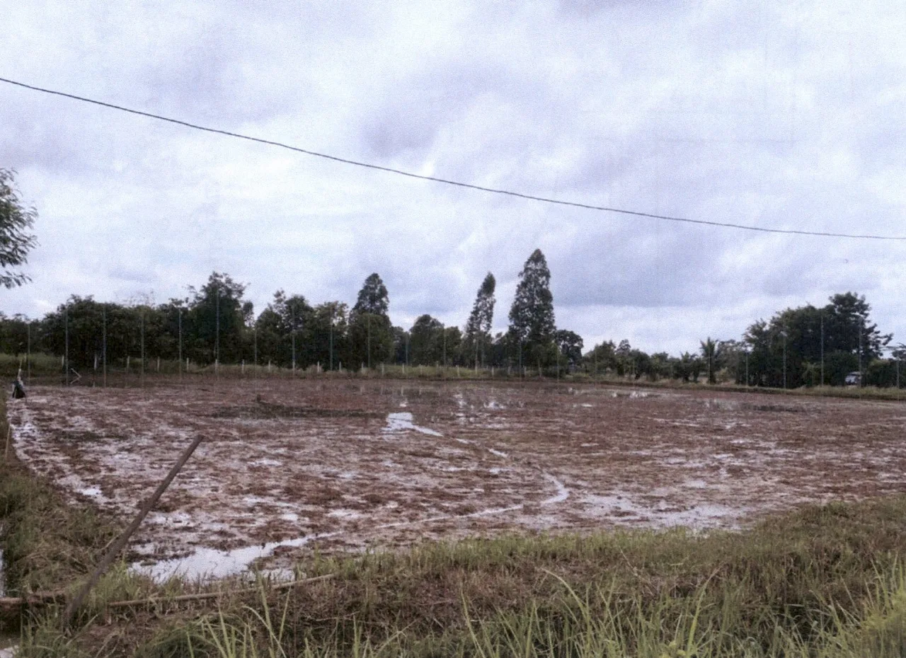 ขายทอดตลาด ที่ดินว่างเปล่า ต.ลำพาน อ.เมืองกาฬสินธุ์ จ.กาฬสินธุ์