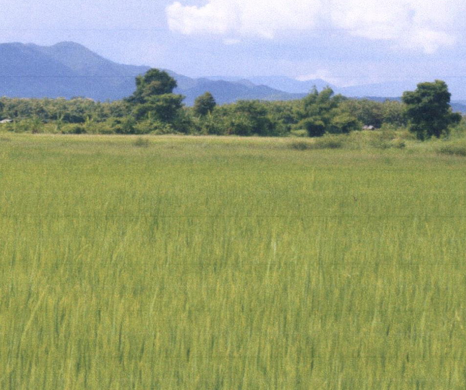 ขายทอดตลาด ที่ดินว่างเปล่า ต.ทุ่งโฮ้ง อ.เมืองแพร่ จ.แพร่