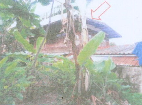 ขายทอดตลาด ที่ดินพร้อมสิ่งปลูกสร้าง ต.ยางท่าแจ้ง อ.โกสุมพิสัย จ.มหาสารคาม
