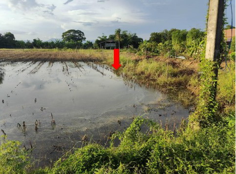 ขายทอดตลาด ที่ดินว่างเปล่า ต.ระวิง อ.เมืองเพชรบูรณ์ จ.เพชรบูรณ์